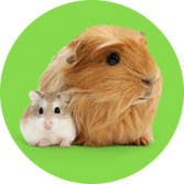 Small Animal